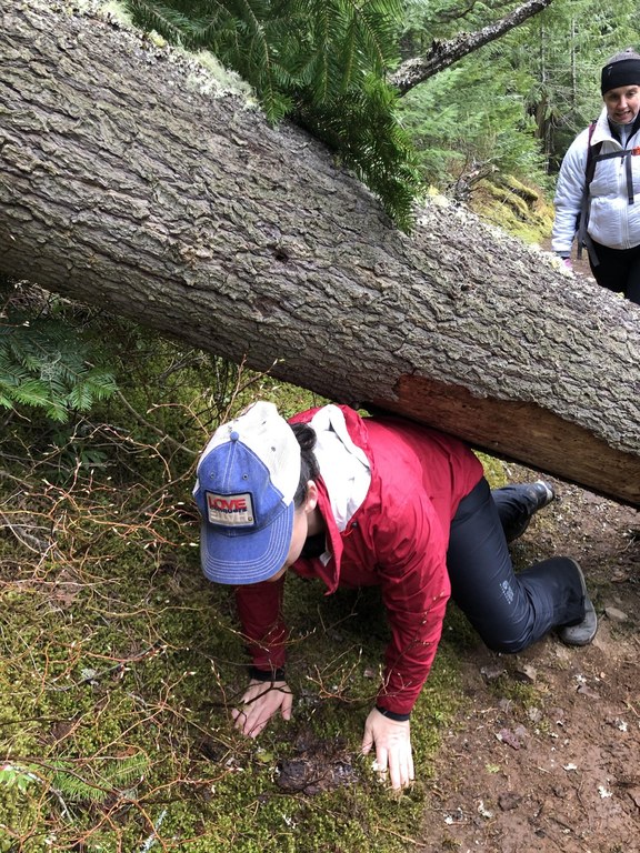 A hiker crouches to get under a fallen tree while a fellow hiker watches. 