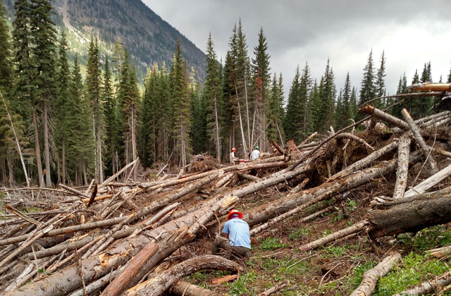 In spite of the astronomical number of trees, the crew persisted. Photo by Zachary McBride. 