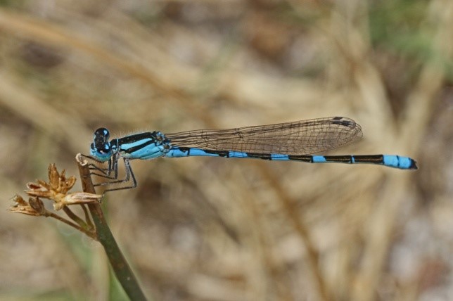 Damselfly.jpg