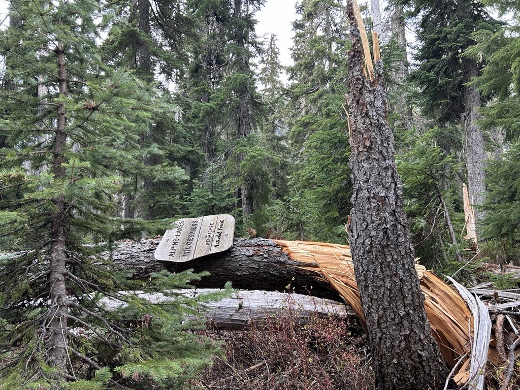 A tree fallen on the ground carries a wooden Forest Service sign that reads "Alpine Lakes Wilderness"