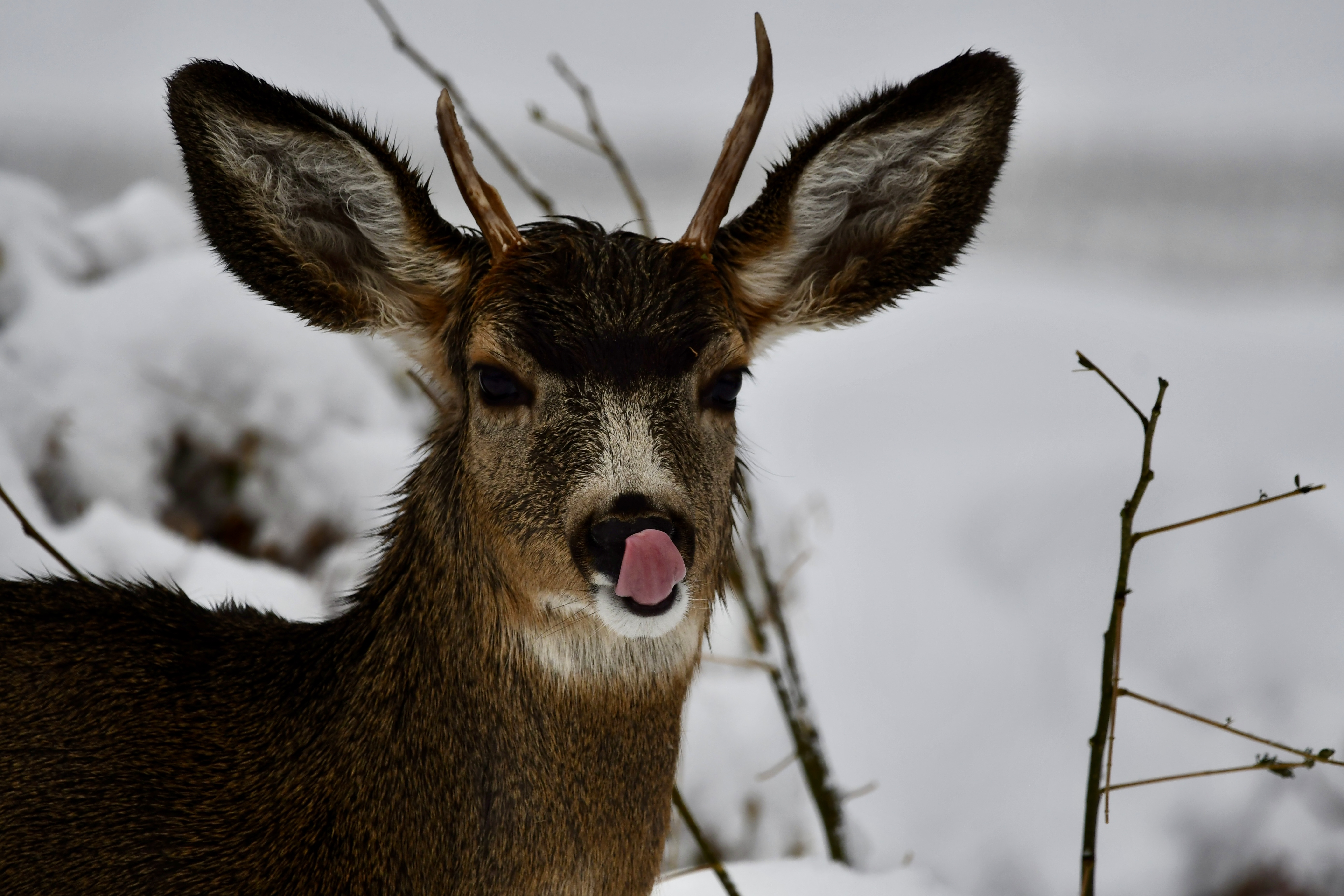 Deer by Jenna Paglia Deer licks its nose in front of a snowy background