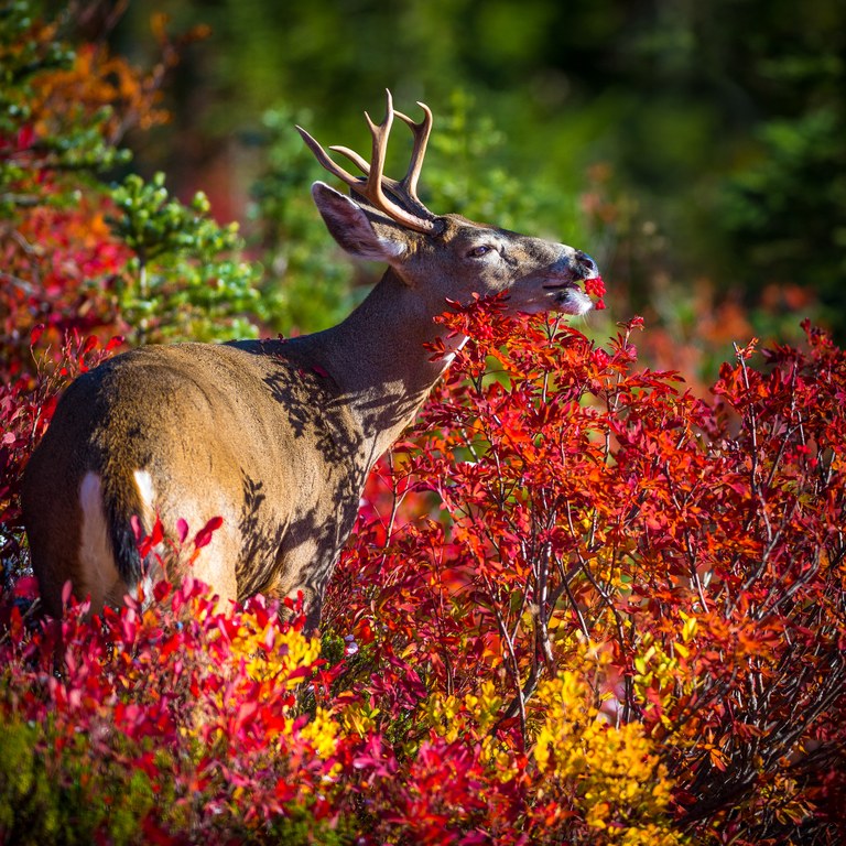 deer skyline Josh Zamor.jpg