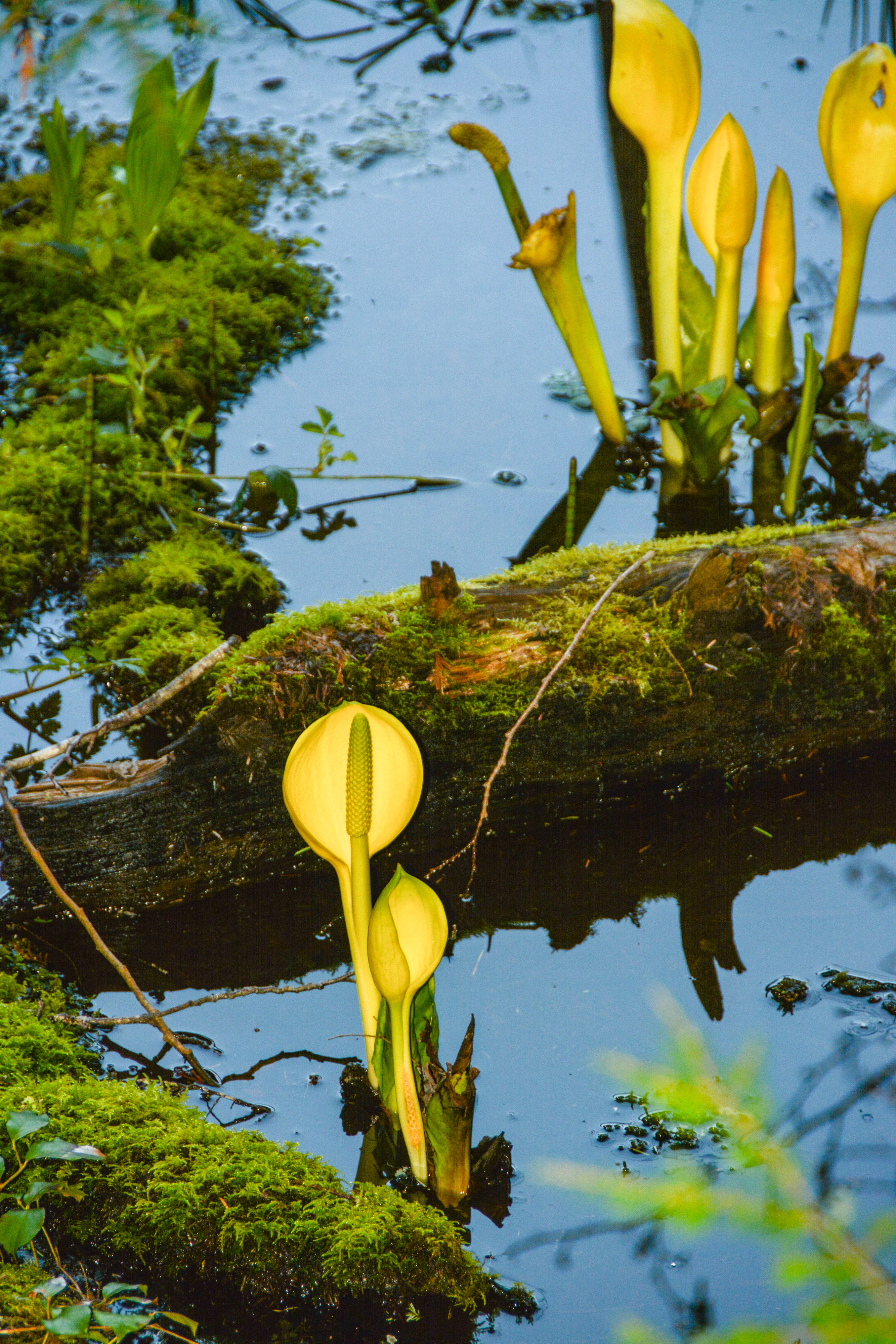 DIekema_SkunkCabbage_4294 (1).jpg