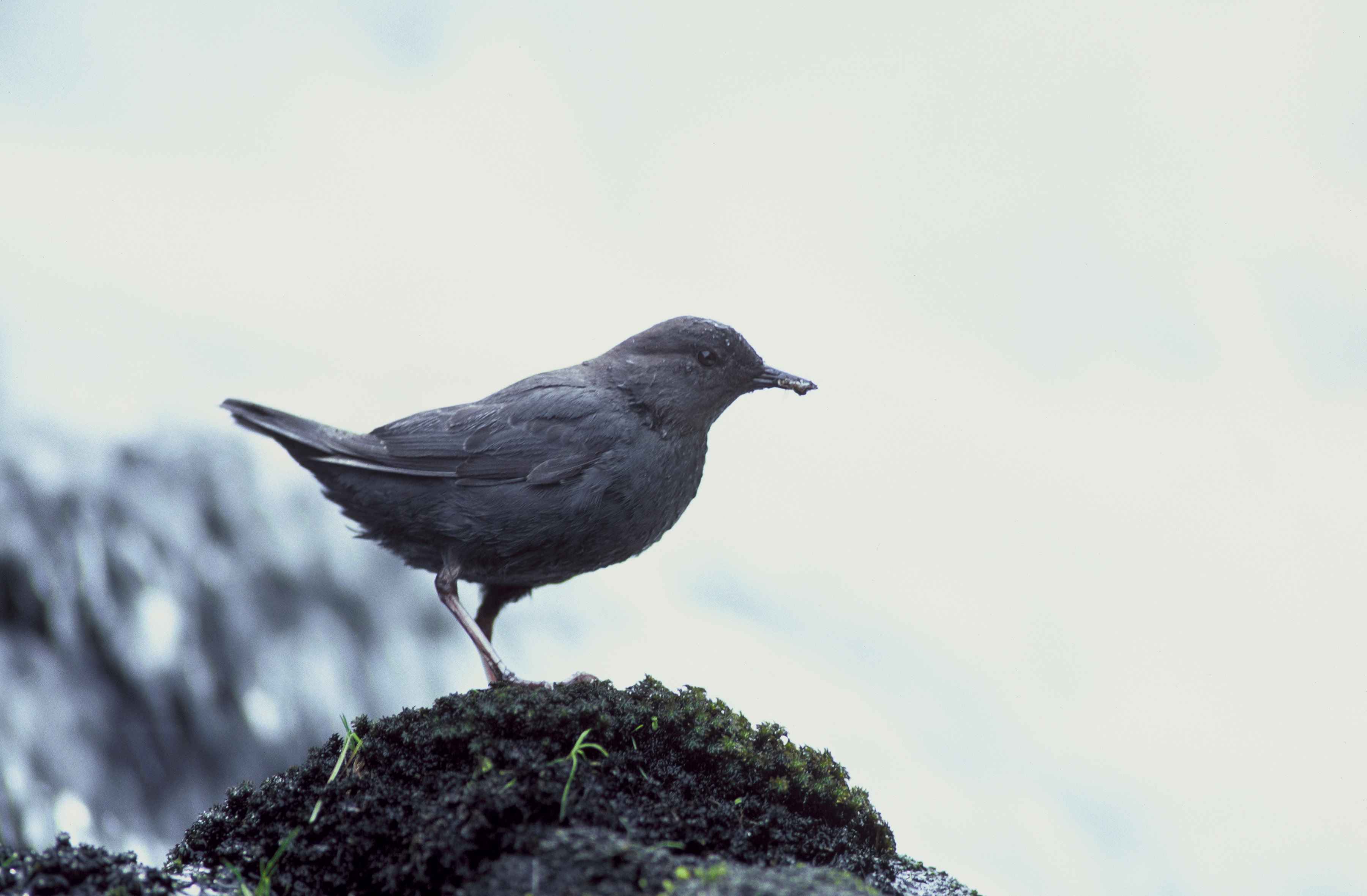 dipper,DaveMenkeUSFWS.jpg