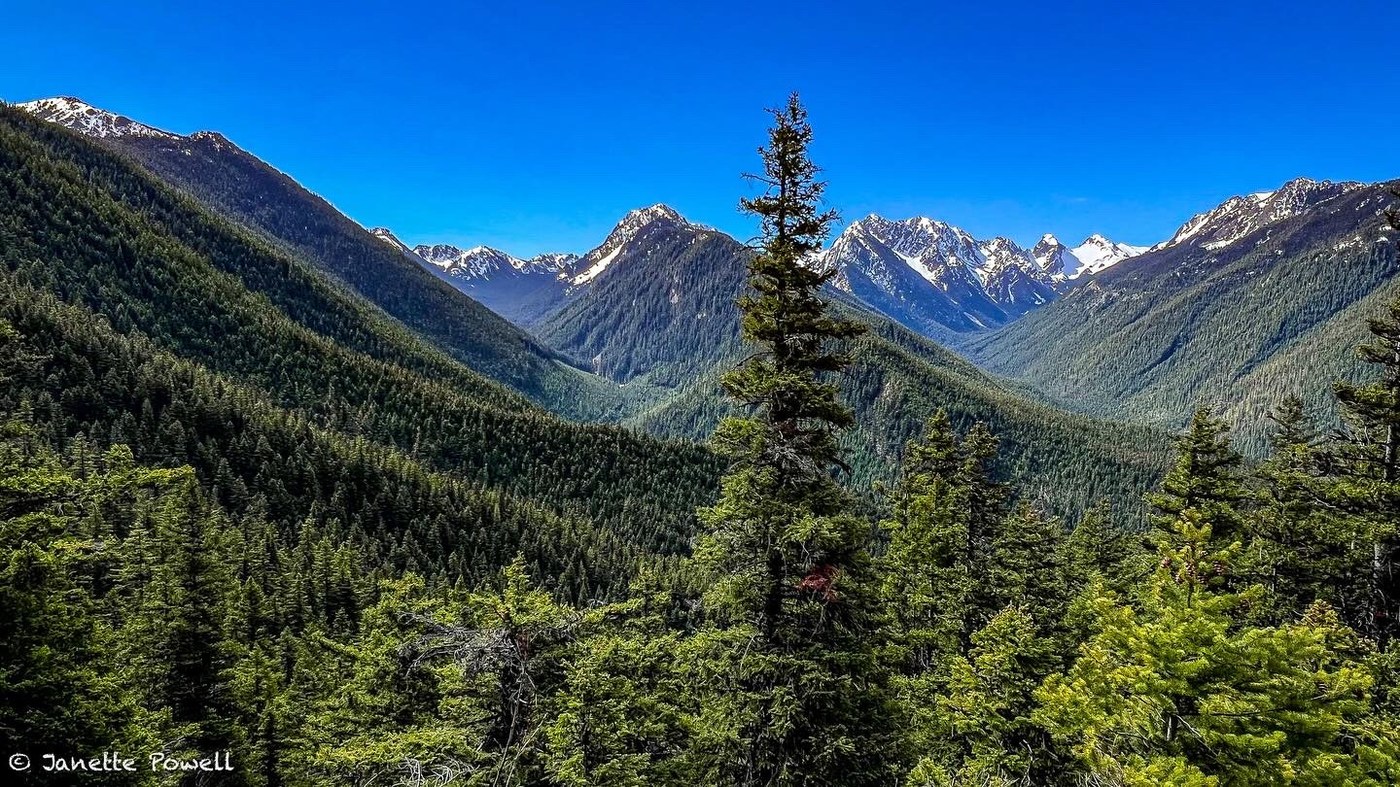 A tall evergreen tree looks over many valleys covered with green trees, leading up to snowy peaks