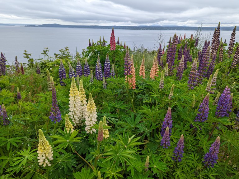 Discovery Park by kawaiirice Discovery Park by kawaiirice