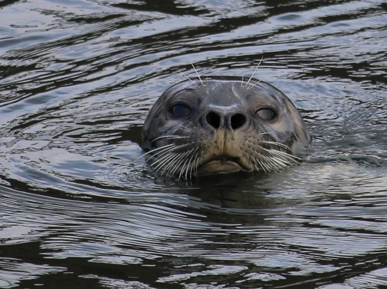 A seal in the water in Discovery Park. Photo by wafflesnfalafel.