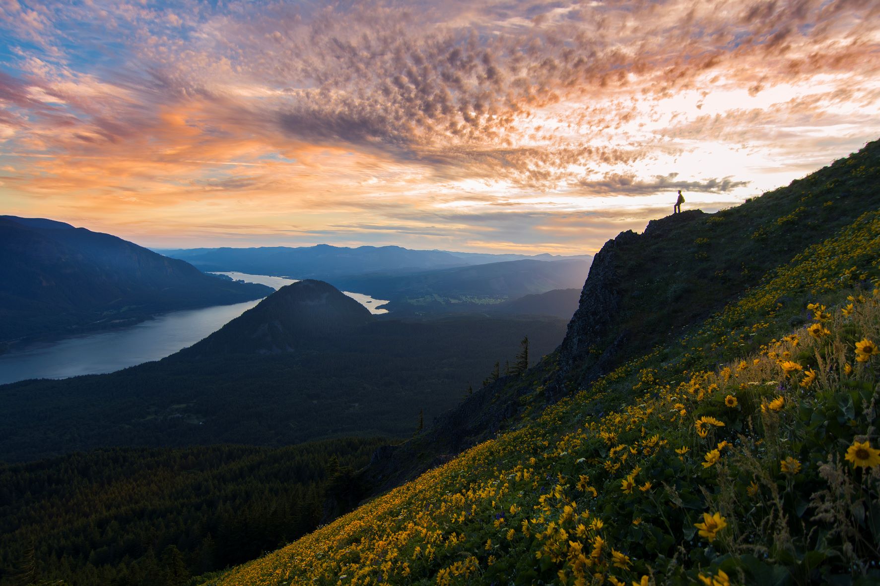 Dog Mountain at sunset with wildflowers and view of the Columbia Gorge. Photo by Jamie Hutchinson.