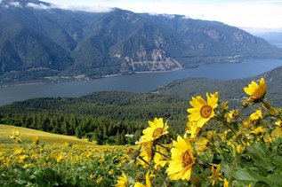 Dog mountain permits available now, to be required starting April 11 in 2026