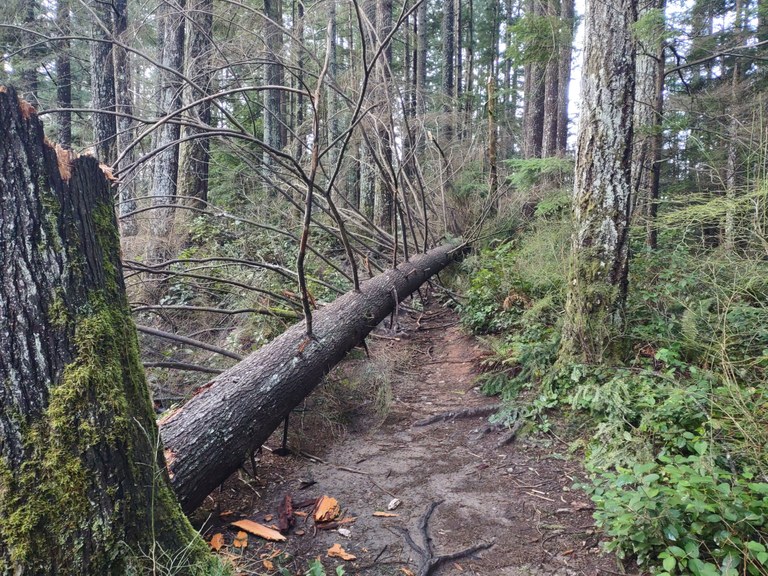 Fallen Hemlock tree on the Little Si trail. Photo by trip reporter stever.
