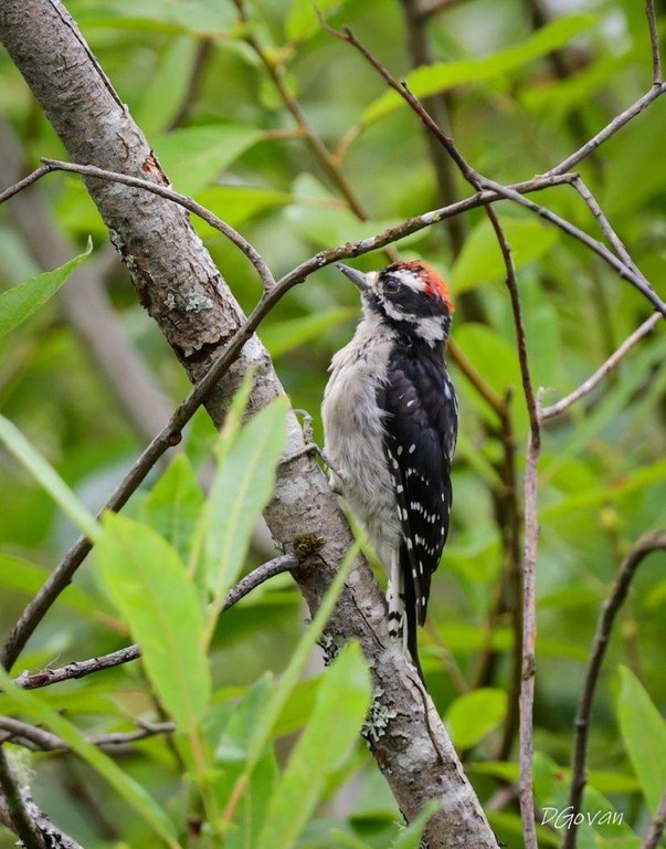 Downy Woodpecker..jpeg