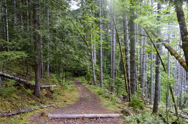 Lush forest on the Dry Creek trail. Photo by Mary Kimball. 
