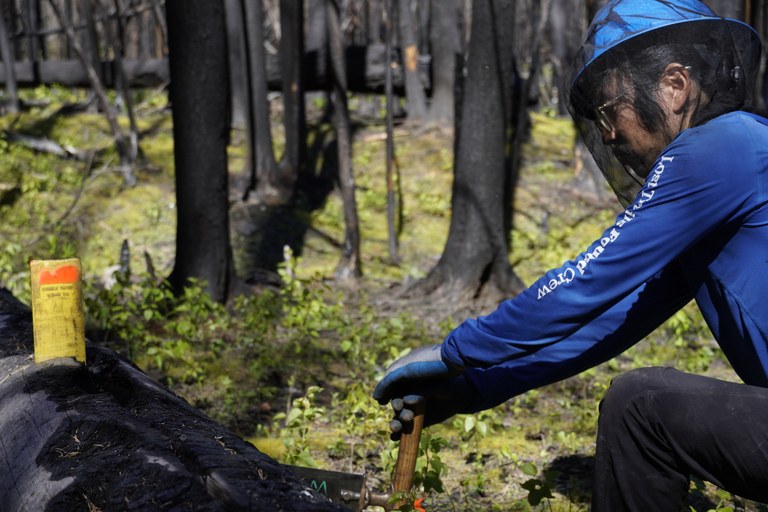 A professional crew leader saws through a log.