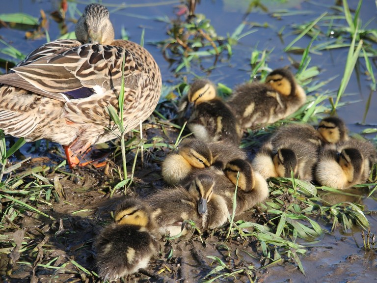 ducklings.jpeg