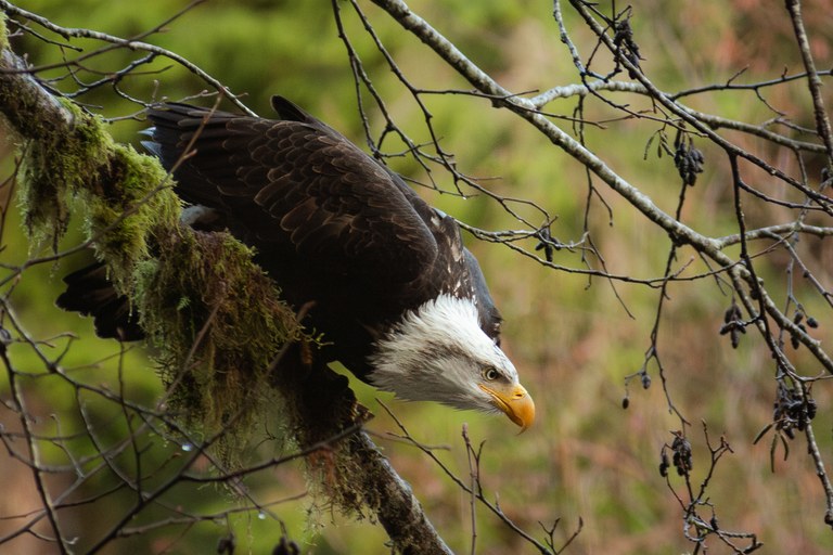 Crisp wildlife shots like this fierce eagle, trail beta and more can be found in trip reports. Photo by trip reporter KatieJM An eagle peers down intently from a branch.
