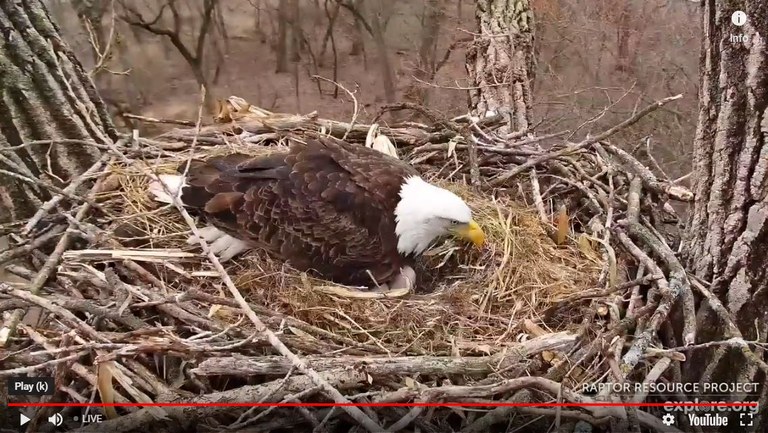 Eagle webcam