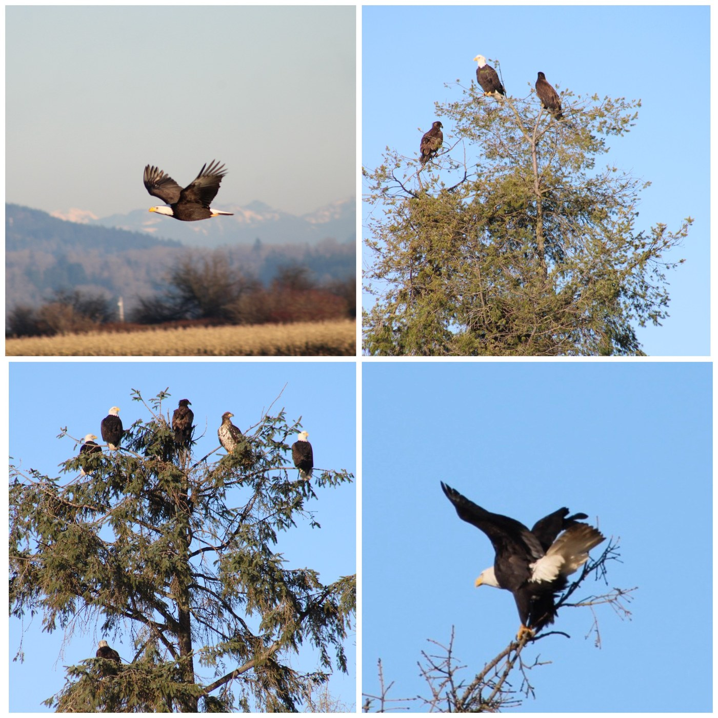 Eagles near Skagit Wildlife Area photo by hikingwithlittledogs