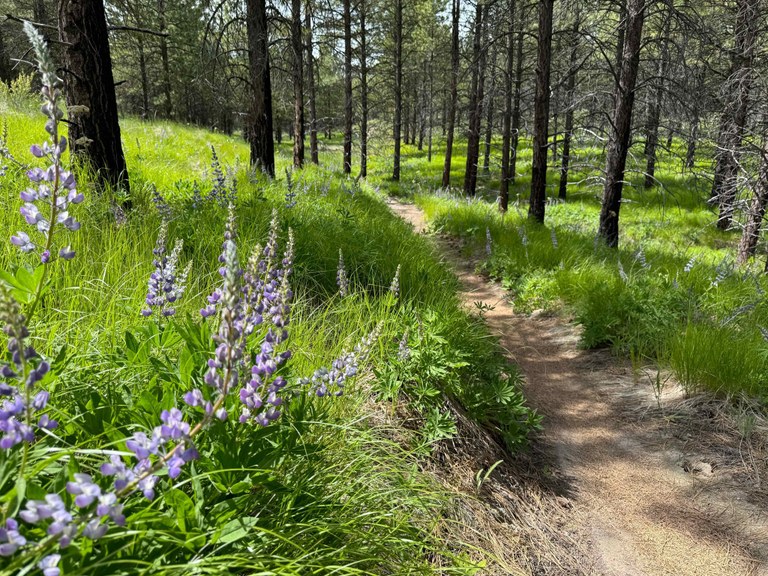 A trail through blooming lupine and standing, previously burned, trees. 