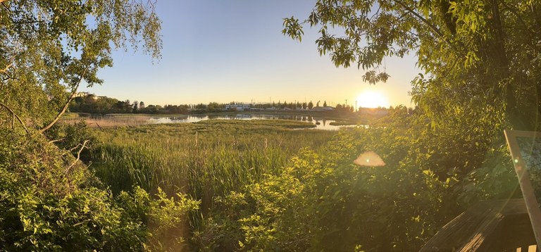 Trees frame grass and marsh with blue skies as sun dips below the horizon. 