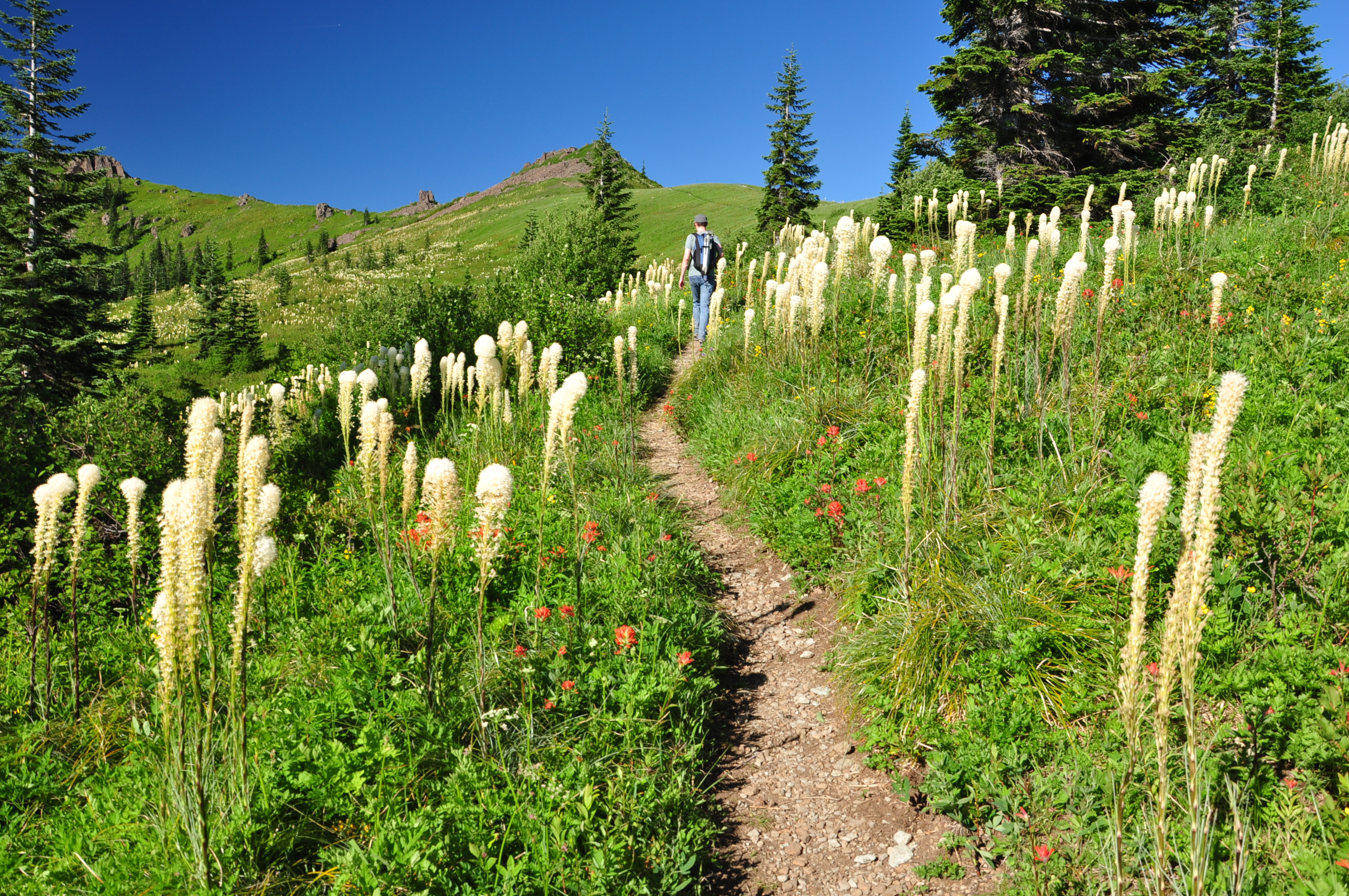 The trail is surrounded by beargrass on Ed's Trail of Silver Star Mountain.