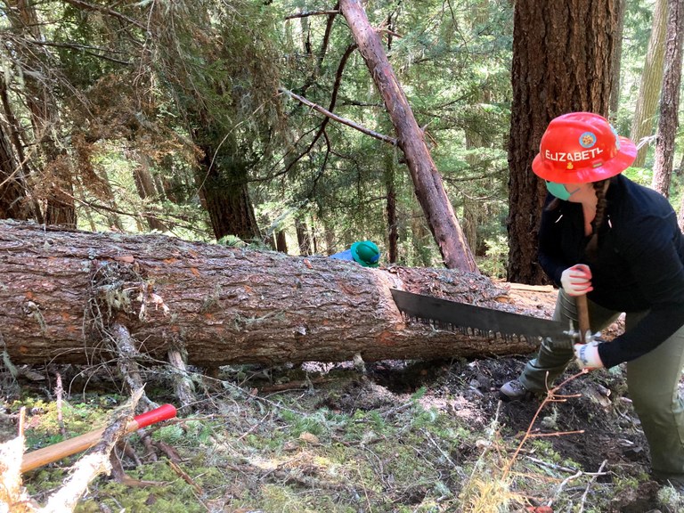 Elizabeth Storm, wearing an orange hardhat and gloves works with another volunteer to use a large saw to cut a log. 