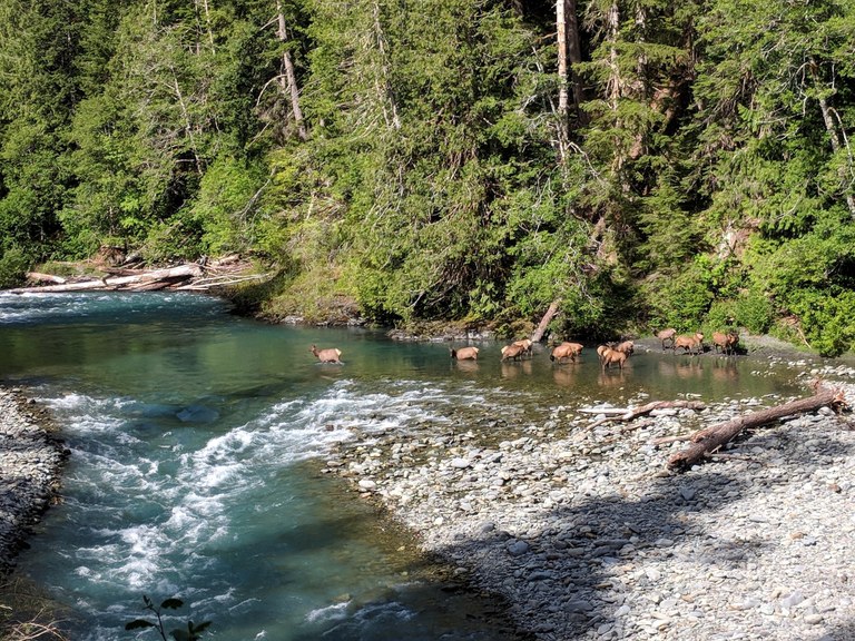 Elwha River by rcwaters.jpeg