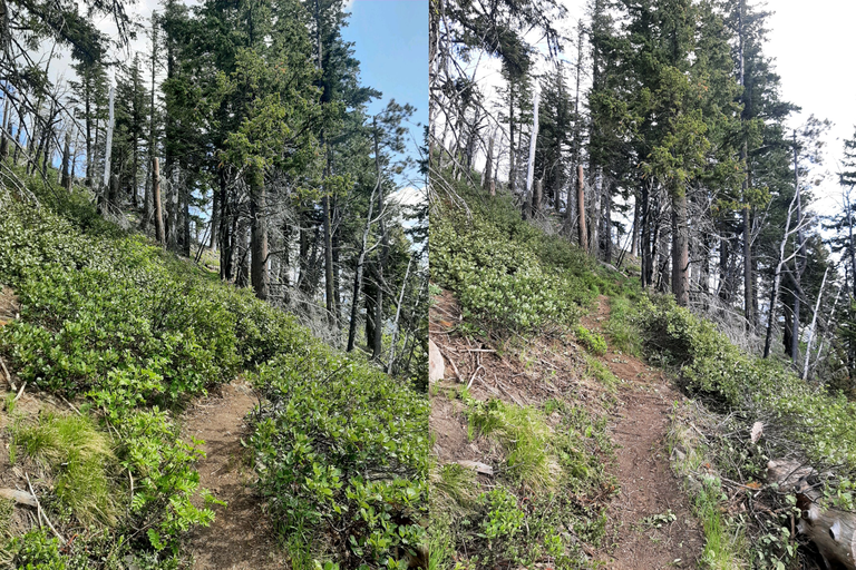 Two conjoined photos, one of a trail before maintenance and one of a trail after maintenance.