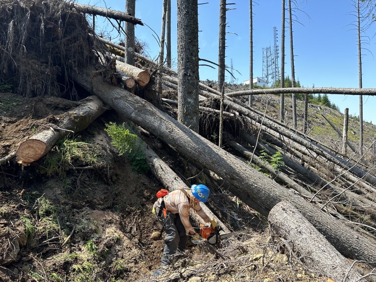 A woman in a blue hard hat cuts out some trees in a downed section of trail on Tiger Mountain