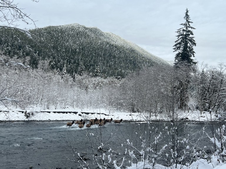 Enchanted Valley. Mike Groenewegen. A herd of Roosevelt elk crossing the Quinault River.