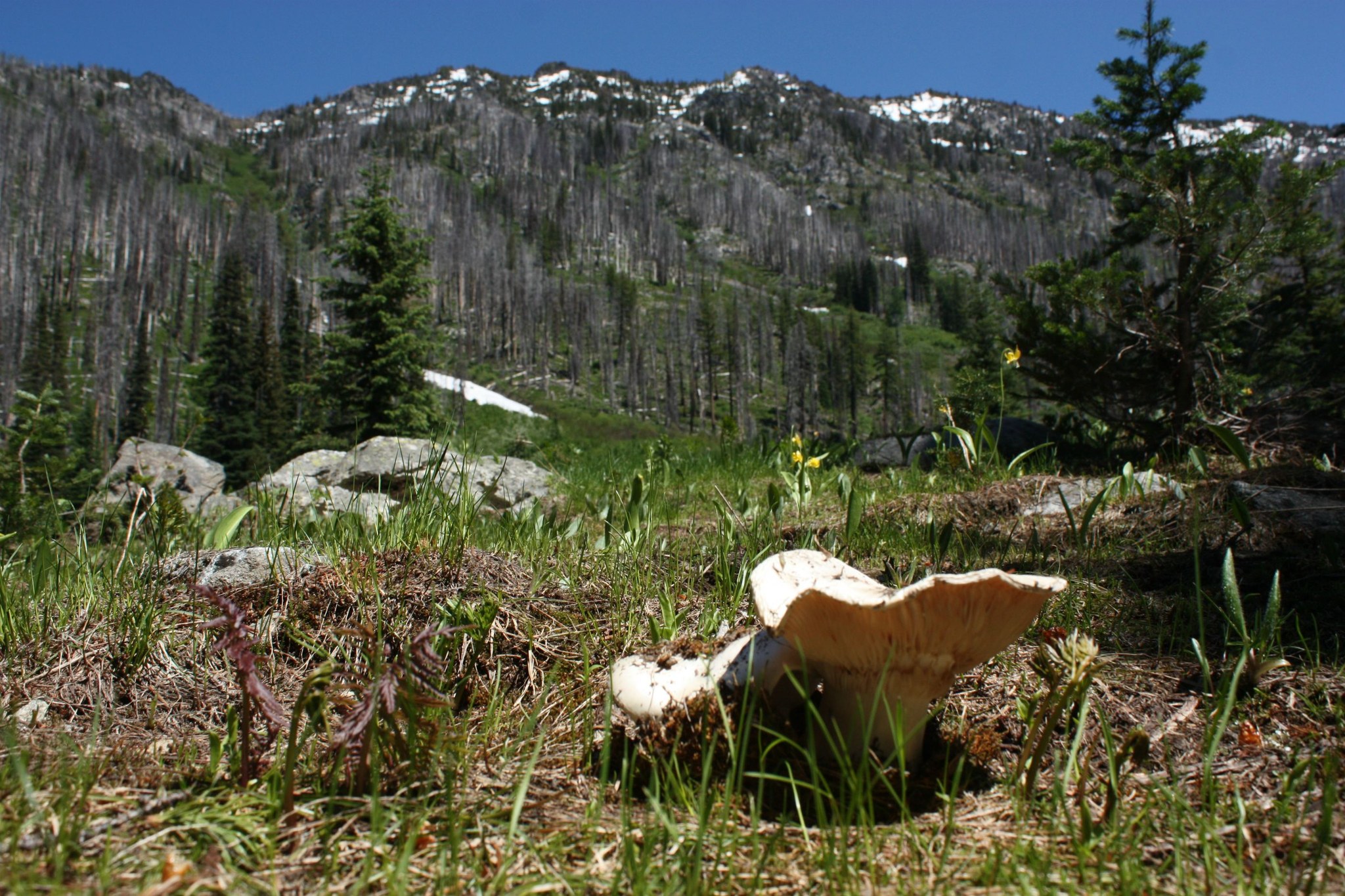 entiat meadows by snow cat.jpeg