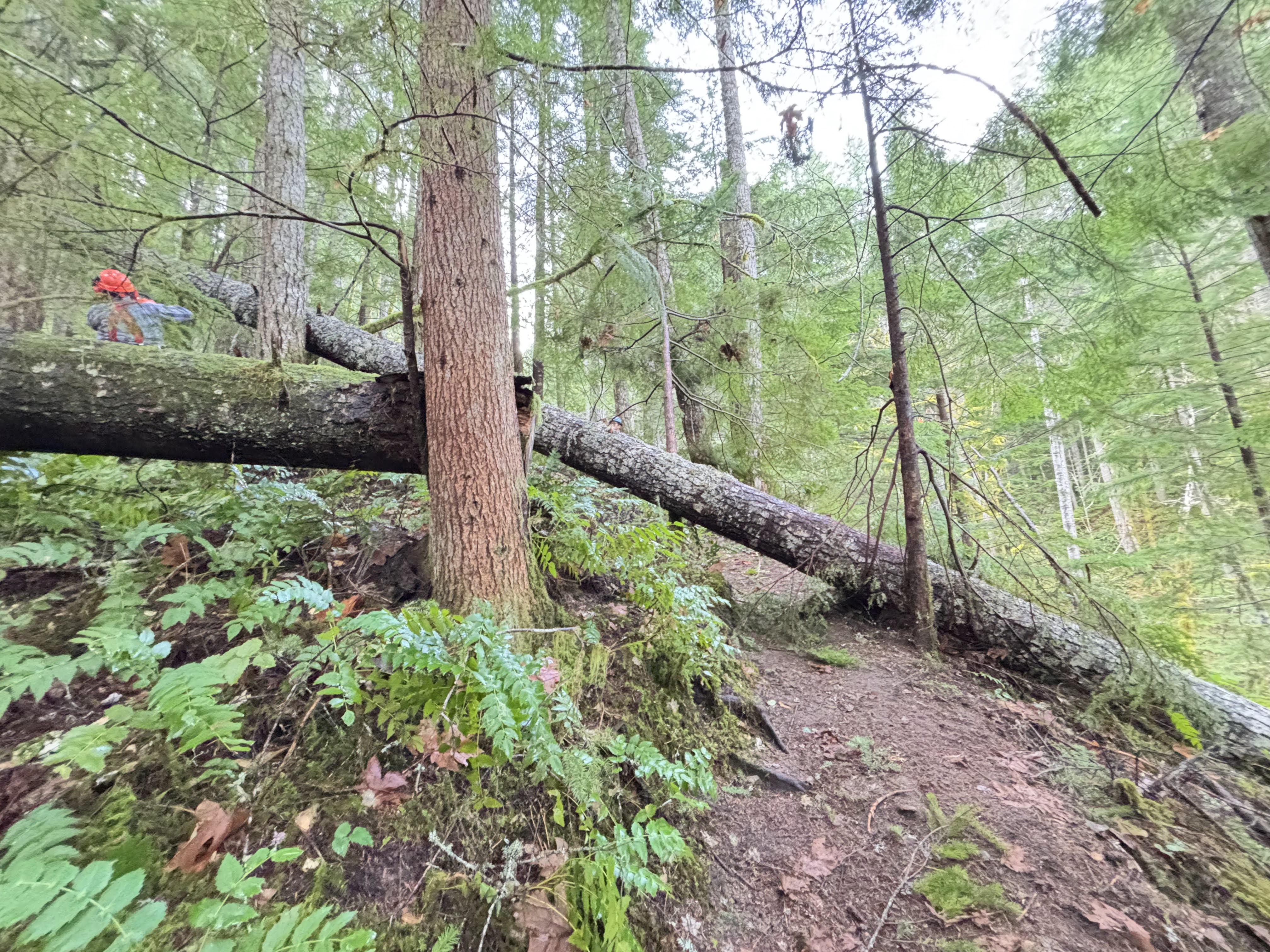 A large fallen tree stretches across a trail at Cispus Learning Center. 