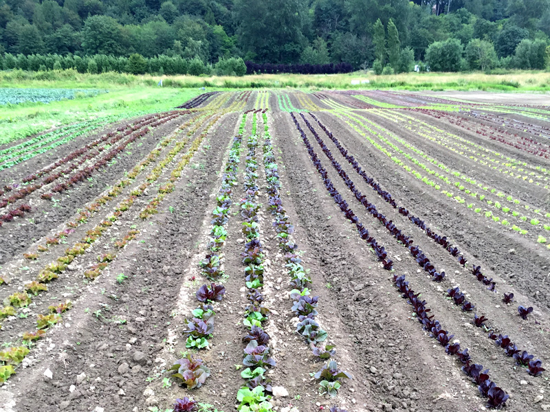 farm coop.JPG farm coop.JPG