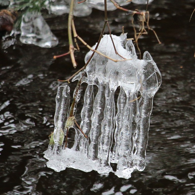 Farrel-McWhirter Trail, Redmond Powerline Trail. Wafflesnfalafel. A unique piece of ice hangs from a tree branch hanging over a stream.