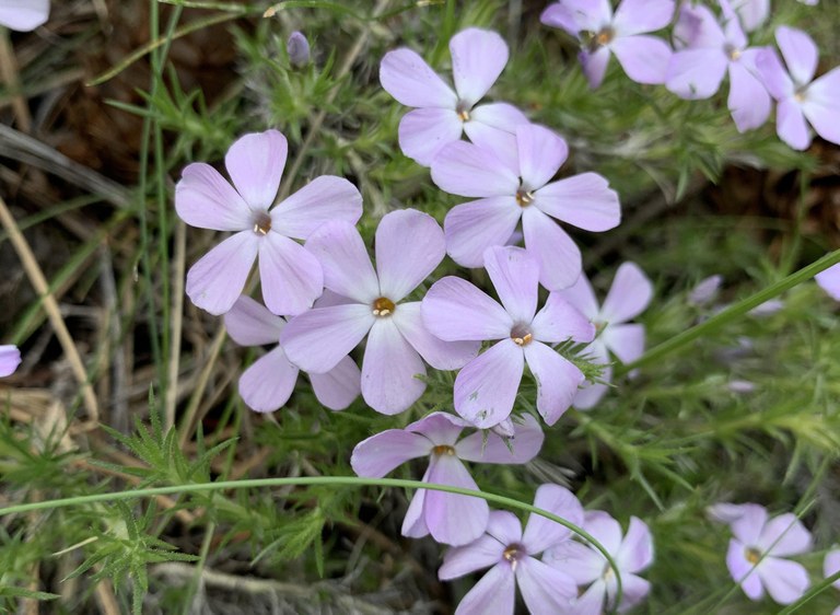 flower3.jpeg