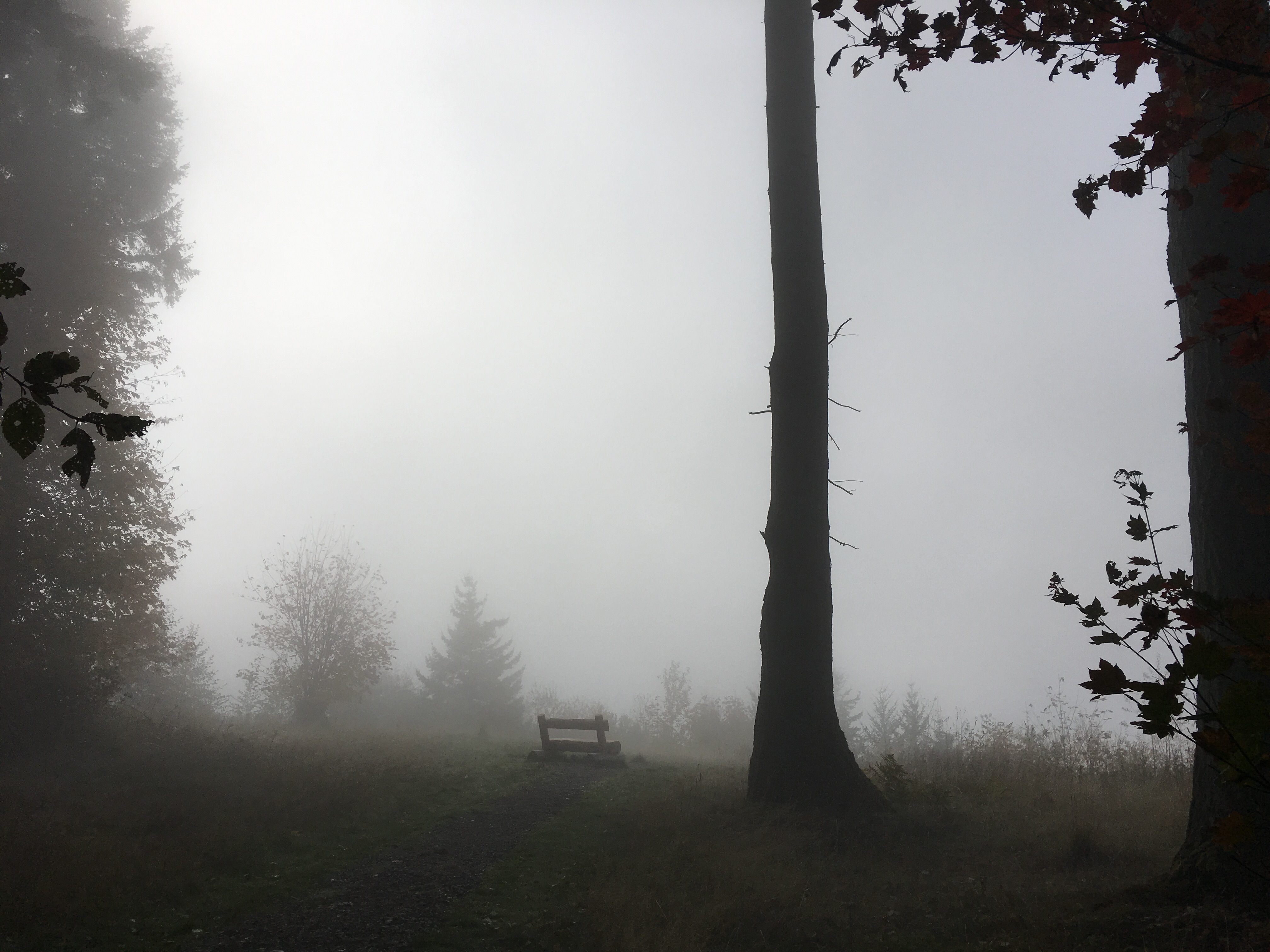 Foggy Viewpoint on Margaret's Way Photo by clopez.JPG