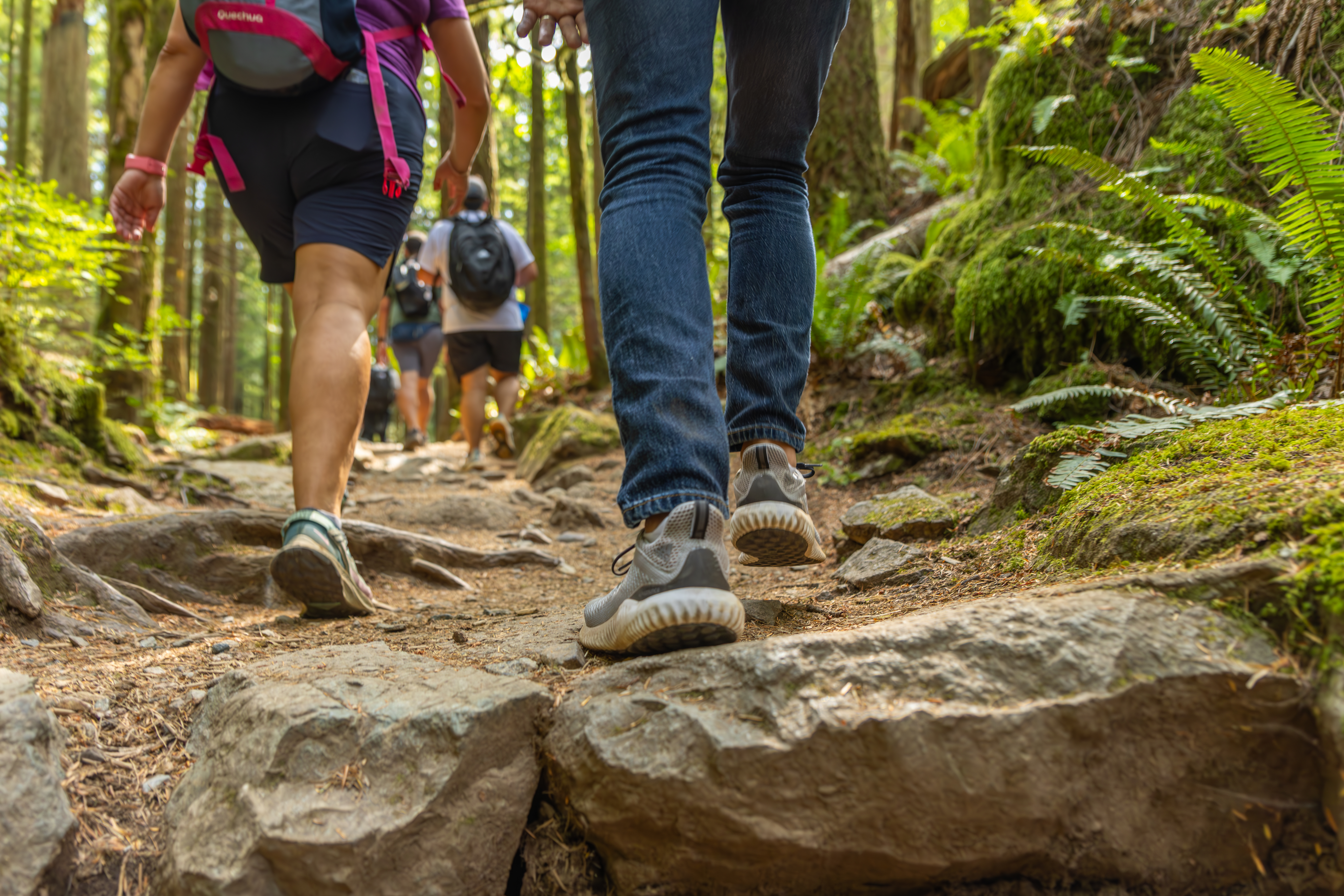 Forest trail forest_trail3.jpg