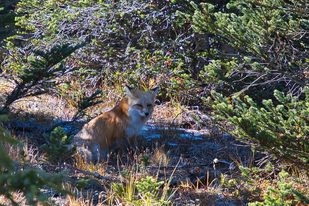 Fox at Fremont Lookout Photo by Tex85.jpeg