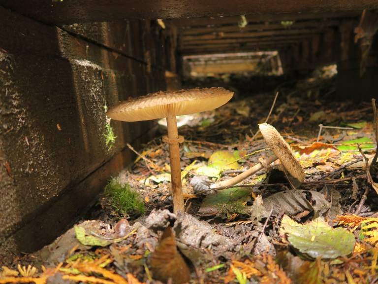 Fragrance Lake. Photo by Muledeer. A small mushroom beneath a boardwalk.