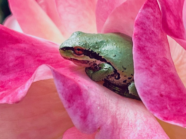 A tree frog sits between the pedals of a rose.