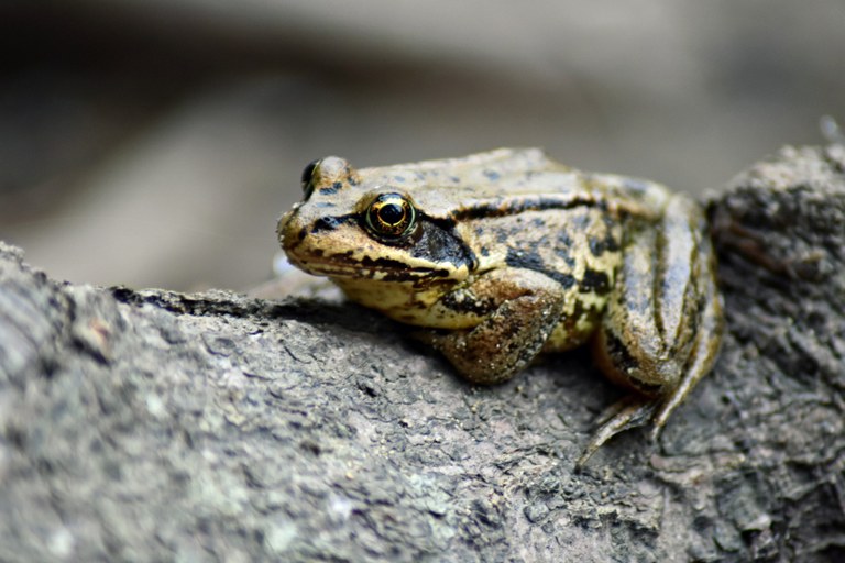 Frog on a Log. Photo - Anna DuBois.jpg