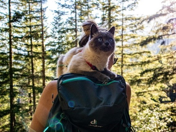 Garfield Ledges. Photo by Meowtains.jpeg