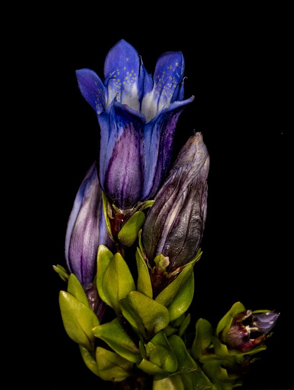 gentian_Don Jacobson.jpg