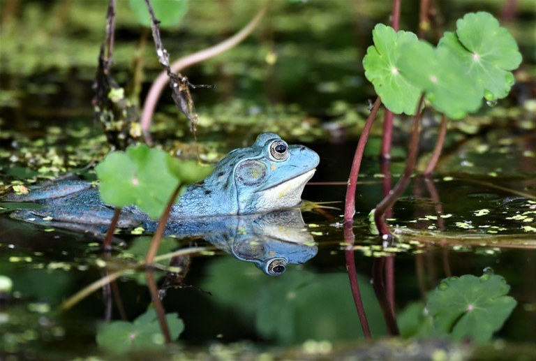 Blue frog in marsh water