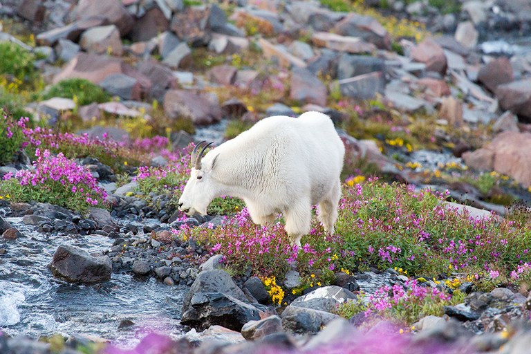 goat_jason pineau.jpg