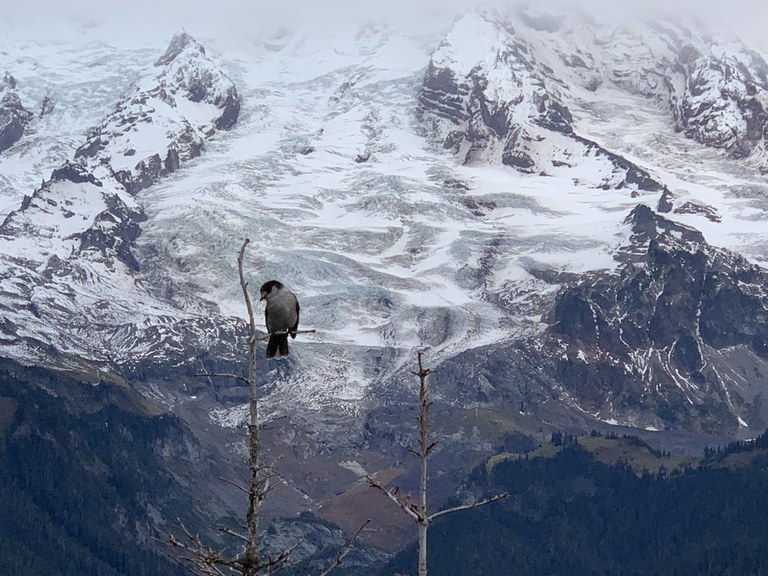 Gobbler's Knob. Photo by Lisa Elliot. 