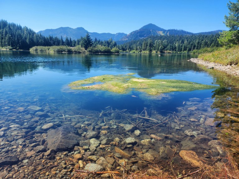 A small island of green land on a clear Gold Creek Pond on a sunny day in summer. Photo by trip reporter zaranth.