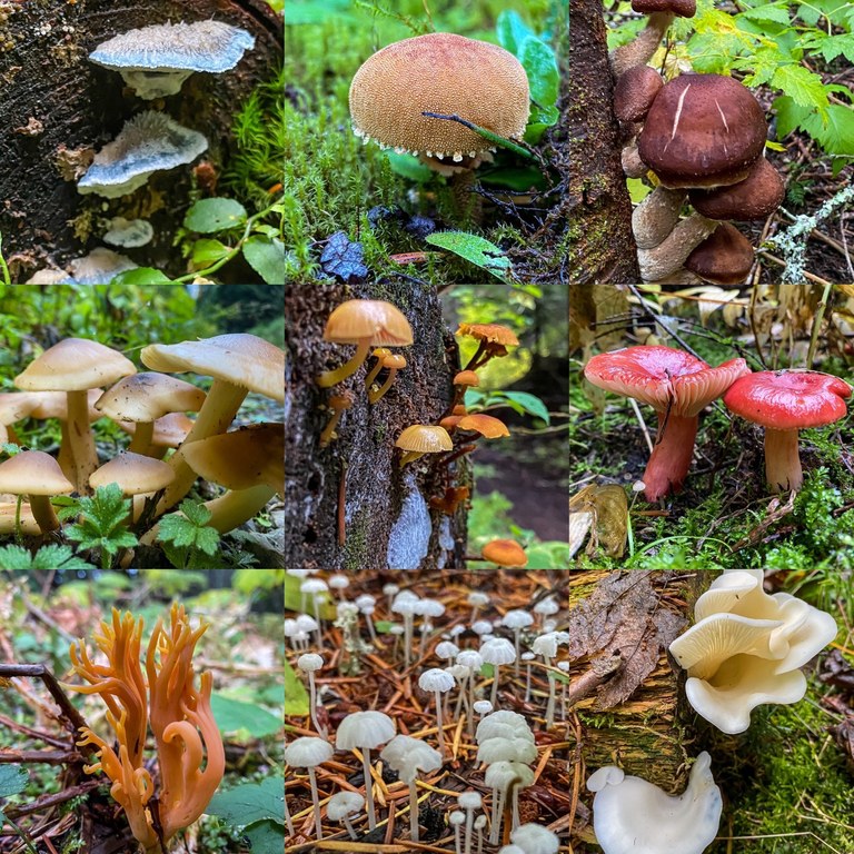 Gold Creek Trail. Photo by Janette Powell. A photo collage of many small mushrooms.