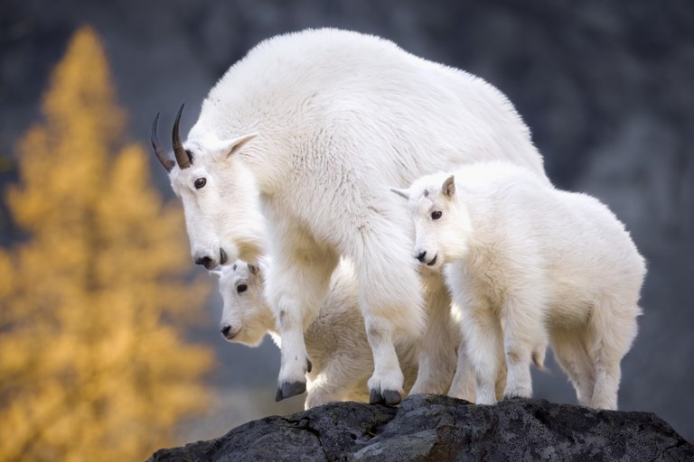 GoldenGuardians.jpg