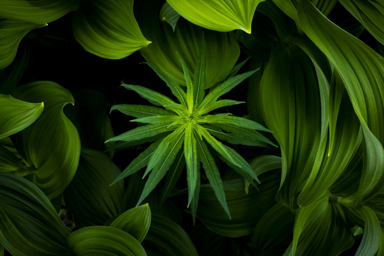 green plant with black background