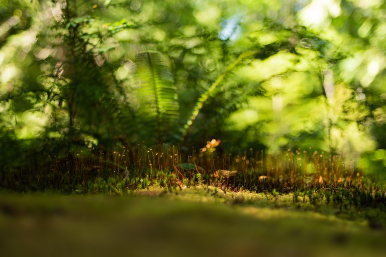 A close up photo shows moss coating a log, with the reproductive bodies of the moss rising on thin, tall stalks. Bright green ferns grow in the background. 